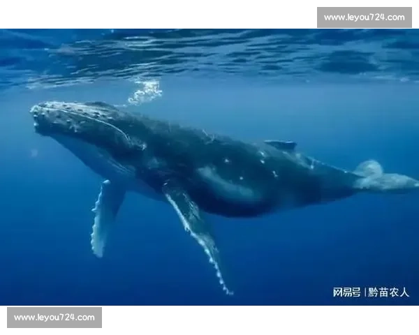 鲸鱼竞速赛:深海中的极速对决与生态奇观探索